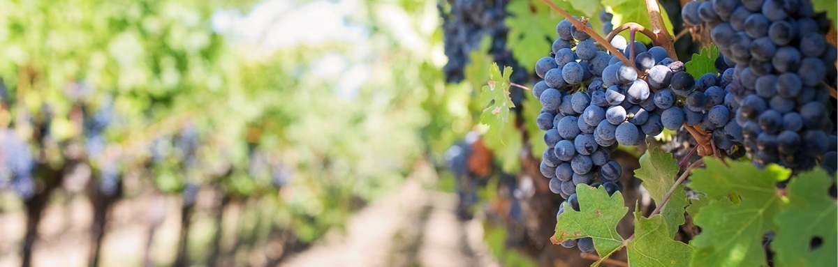 Krediti za finansiranje ulaganja u trajna obrtna sredstva